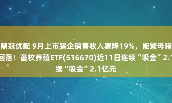 鼎冠优配 9月上市猪企销售收入骤降19%，能繁母猪存栏回落！畜牧养殖ETF(516670)近11日连续“吸金”2.1亿元